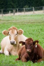 Hausrind (138 von 174).jpg